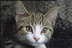 Gatti (5)
